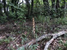 Limodorum-abortivum_Собер-Оашх_стация